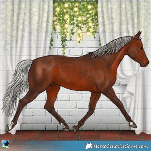 Horse Color:Silver Bay 