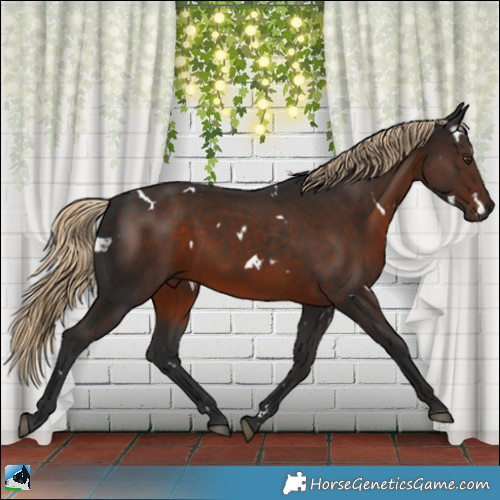 Horse Color:White Spotted Liver Chestnut 