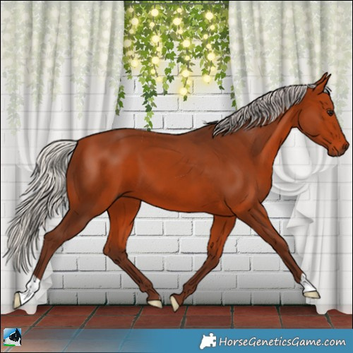Horse Color:Silver Bay 