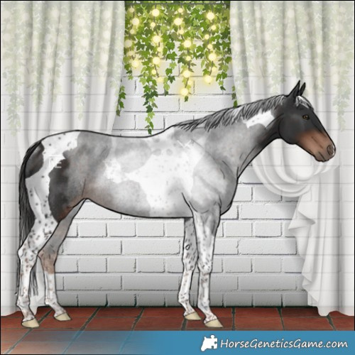 Horse Color:Liver Chestnut Tobiano Rabicano 