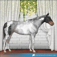 Horse Color:Liver Chestnut Tobiano Rabicano