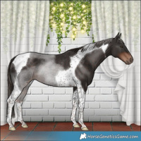 Horse Color:Liver Chestnut Tobiano Rabicano 