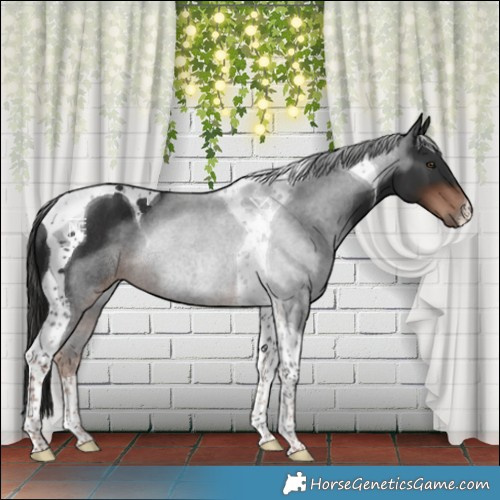 Horse Color:Liver Chestnut Tobiano Rabicano 