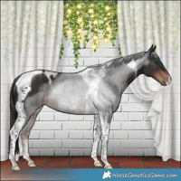 Horse Color:Liver Chestnut Tobiano Rabicano