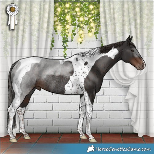 Horse Color:Liver Chestnut Tobiano Rabicano 