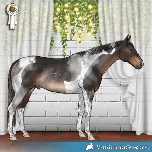 Horse Color:Liver Chestnut Tobiano Rabicano 