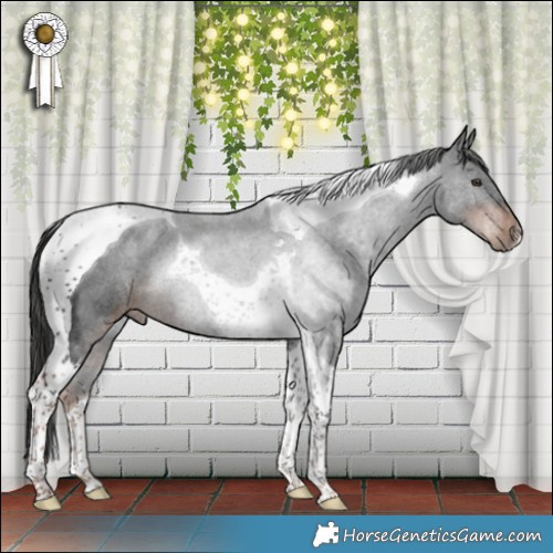 Horse Color:Liver Chestnut Tobiano Rabicano 