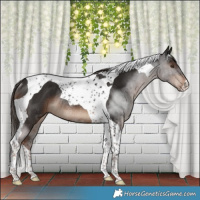 Horse Color:Liver Chestnut Tobiano Rabicano