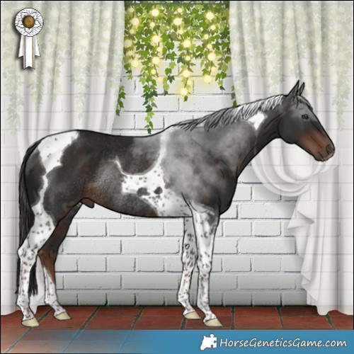 Horse Color:Liver Chestnut Tobiano Rabicano 