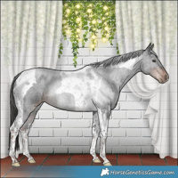 Horse Color:Liver Chestnut Tobiano Rabicano