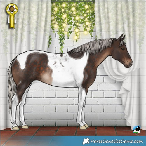 Horse Color:Silver Brown Tobiano Rabicano 