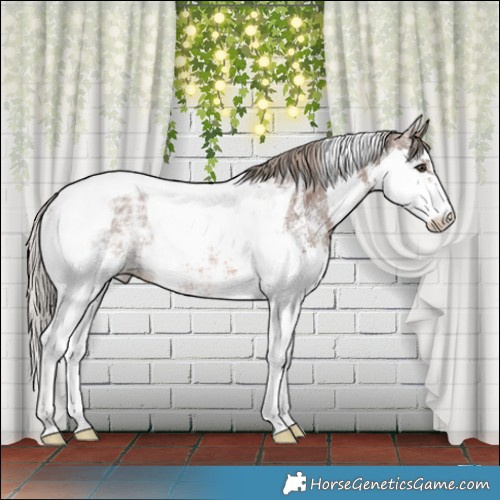 Horse Color:Liver Chestnut Ice Sabino Splash Tobiano Rabicano 