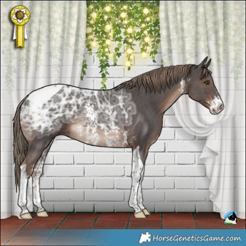 Horse Color:Liver Chestnut Ice Sabino Tobiano Rabicano 