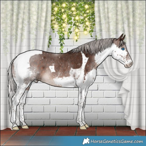Horse Color:Silver Brown Splash Tobiano Rabicano