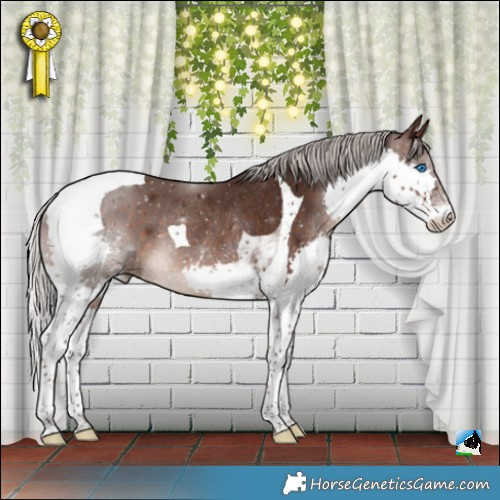 Horse Color:Silver Brown Splash Tobiano Rabicano 