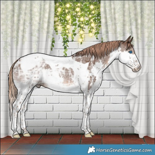Horse Color:Liver Chestnut Ice Sabino Splash Tobiano Rabicano