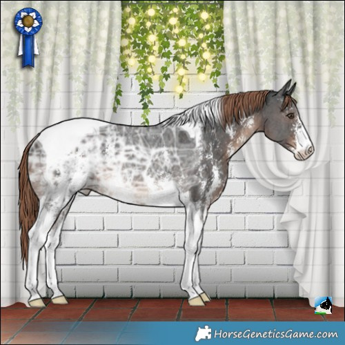 Horse Color:Liver Chestnut Ice Sabino Tobiano Rabicano