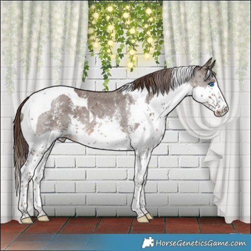 Horse Color:Liver Chestnut Sabino Splash Tobiano Rabicano 