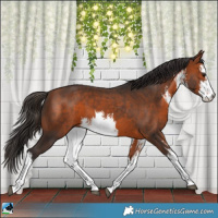 Horse Color:White Spotted Bay 