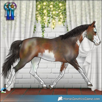 Horse Color:White Spotted Bay 