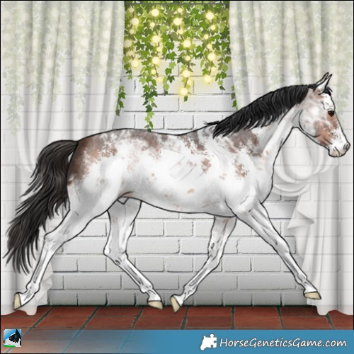 Horse Color:White Spotted Brown Ice Sabino 