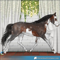 Horse Color:White Spotted Brown