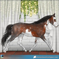 Horse Color:White Spotted Brown 