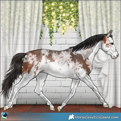 Horse Color:White Spotted Bay Ice 