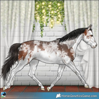 Horse Color:White Spotted Bay Ice 
