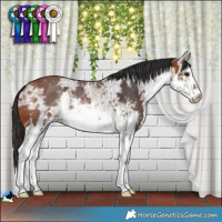 Horse Color:White Spotted Bay Ice