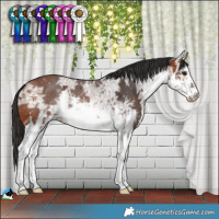 Horse Color:White Spotted Bay Ice 