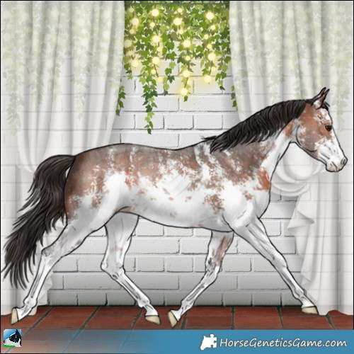 Horse Color:White Spotted Brown Sabino