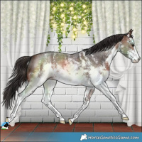Horse Color:White Spotted Brown Sabino 