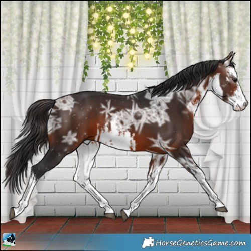 Horse Color:White Spotted Brown Ice 