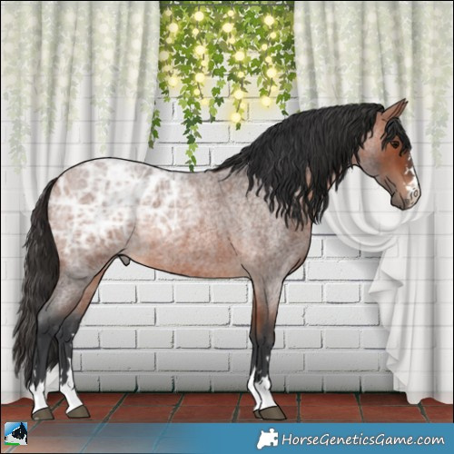 Horse Color:Bay Ice Roan 