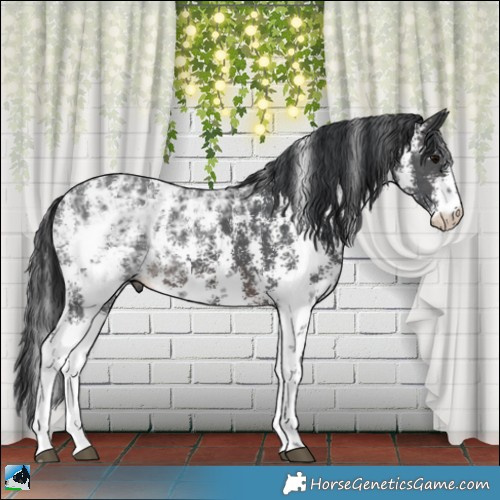 Horse Color:Brown Ice Sabino 