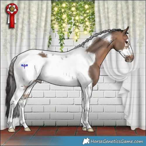 Horse Color:Bay Dun Tobiano Frame Rabicano