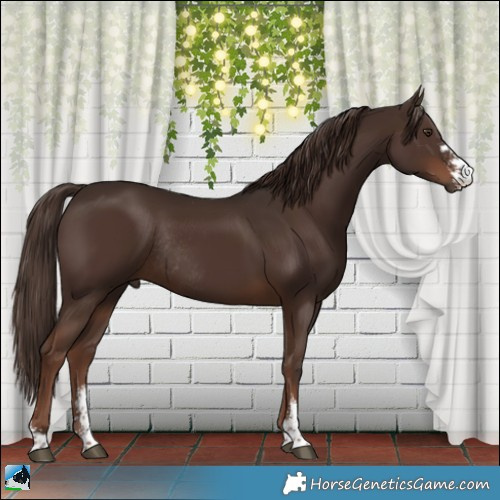 Horse Color:Liver Chestnut Sabino Rabicano 