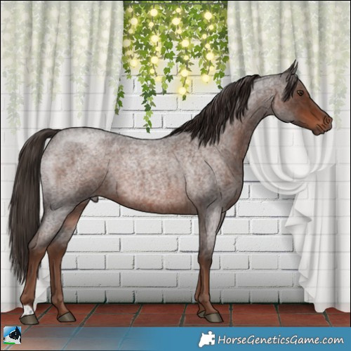 Horse Color:Liver Red Roan Rabicano 