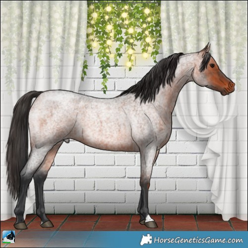 Horse Color:Bay Roan