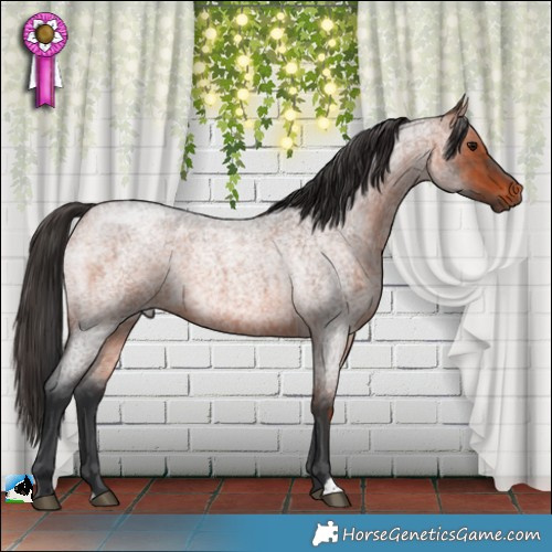 Horse Color:Bay Roan 