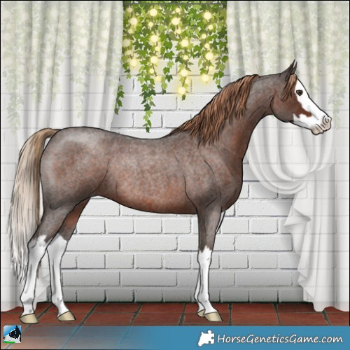 Horse Color:Liver Red Roan Splash Rabicano 