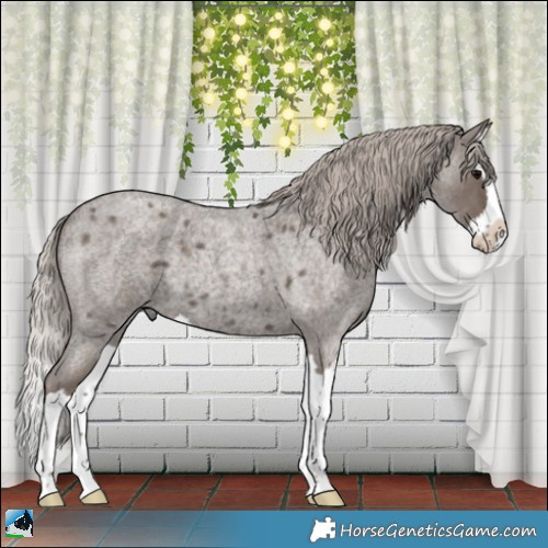 Horse Color:Silver Blue Roan Splash 