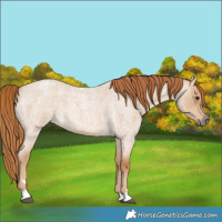 Horse Color:Red Dun Roan 