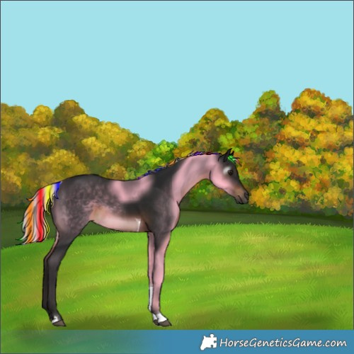 Horse Color:Gray Painted White Spotted Silver Brown Tobiano