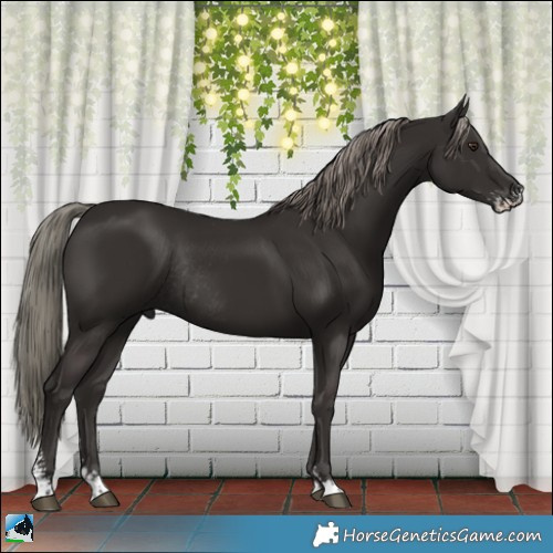 Horse Color:Liver Chestnut Mushroom Sabino Rabicano 