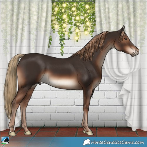 Horse Color:Liver Chestnut Sabino Rabicano 