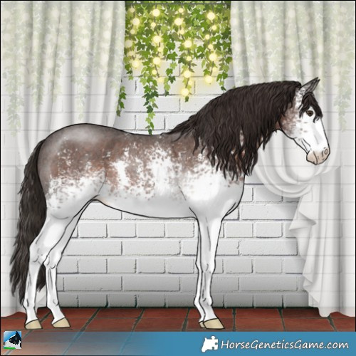 Horse Color:White Spotted Liver Chestnut Sabino Rabicano 