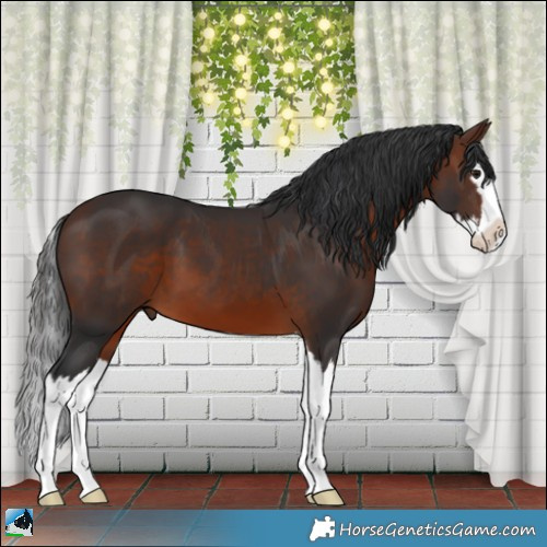 Horse Color:Brown Splash 