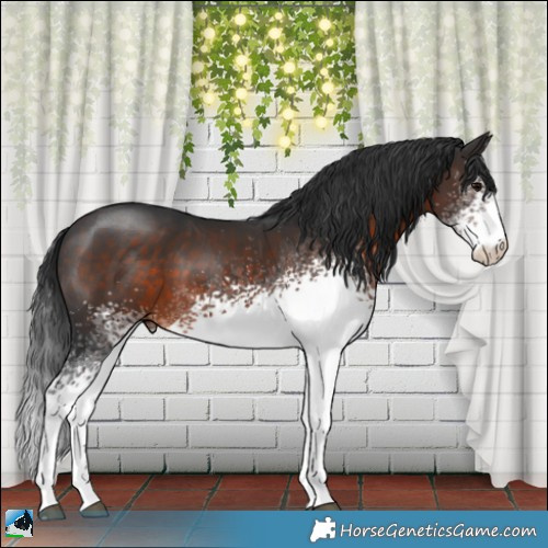 Horse Color:White Spotted Brown Sabino 